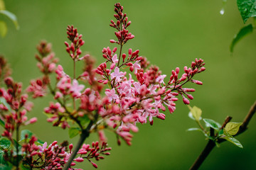 lilac flowers on green background
