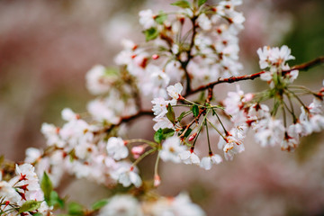 blooming apple tree, pink flowers on the tree