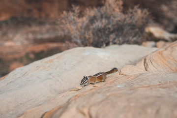 Zion Nationalpark