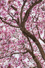 Spring Magnolia Tree Full of flowers Underneath canopy