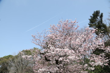blooming cherry tree and sky