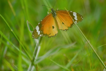 butterfly on grass