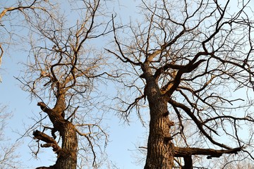 Branches of oak trees, looking into the evening sky filled with light