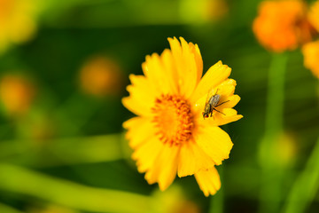 Close-ups of different insects inhabiting wild plants