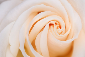 Abstract close up of the spiral layer pattern of petals of a white flush hybrid tea rose