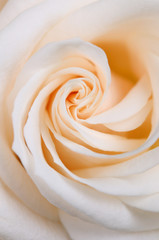 Close up of the abstract spiral pattern of petals of a white flush hybrid tea rose