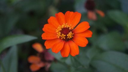 orange flower in the garden