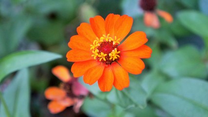 orange flower with dew in the garden