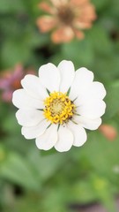 white flower in the garden