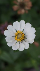 close up bee on a daisy