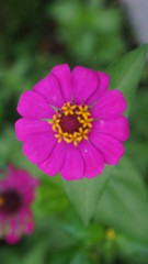 Obraz premium pink and yellow daisy in the garden