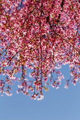 Cherry Blossom Tree Blooming in the Spring