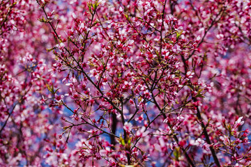 Cherry Blossom Tree Blooming in the Spring