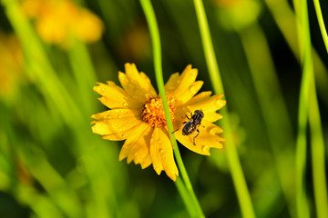 Close-ups of different insects inhabiting wild plants