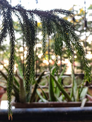 Closed up shot of Christmas tree. Creativity in quarantine time.