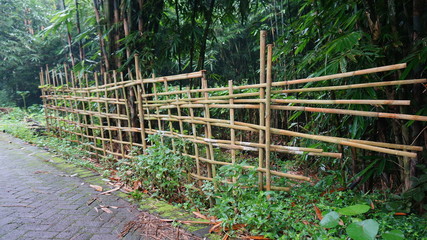 bamboo fence at the edge of the village road in the morning. bamboo trees, bushes and asphalt roads
