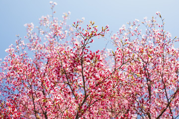 Cherry Blossom Tree Blooming in the Spring