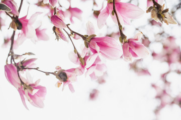 Obraz premium Spring Magnolia Tree Full of flowers Underneath canopy Closeup 