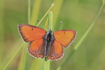 Beautiful red butterfly sitting on grass blade. Butterfly purple-edged copper sitting on daisy. Lycaena hippothoe.