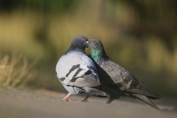 A couple of feral pigeons (Columba livia domestica), also called street pigeons, cuddle billing and cooing with each other on ground, czech republic