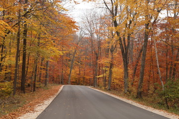 Autumn, foliage, brownish, yellowish, colors,  season, orange, 