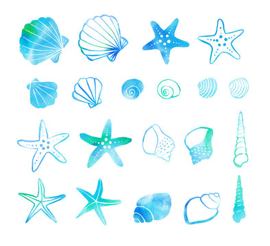 Watercolor illustration of shellfish and starfish