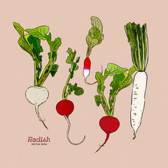 Radish, hand draw sketch vector.