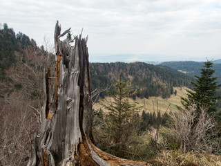 dead tree stump in the mountains 