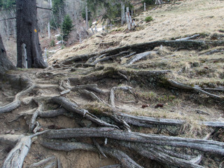 Fototapeta na wymiar roots of tree in the mountians 