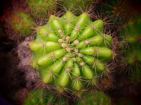 small green cactos plant in small blow for decoration on table