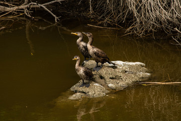 duck in the water