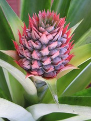 Beautiful tropical pineapple flower growth in Florida garden, closeup