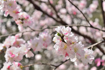 中津渓谷の花桃
