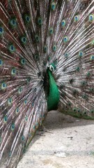 Fototapeta premium Pavo real color verde y cafe con su plumaje de la cola extendido