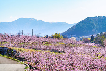 山梨県 甲州平野に広がる桃の花