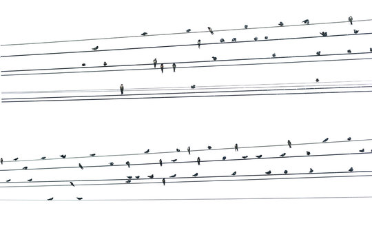 Birds on a wire on a white background - Powered by Adobe