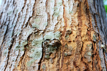 close up partial of tree trunk , nude.