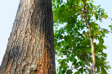 partial of tree trunk trunk in the forest.