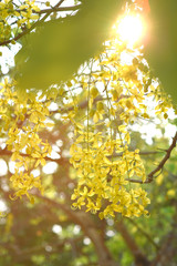 moment of morning light and yellow flower on the tree 