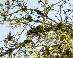 Moss covering the branches of a tree in the early spring; leaves budding on moss covered branches