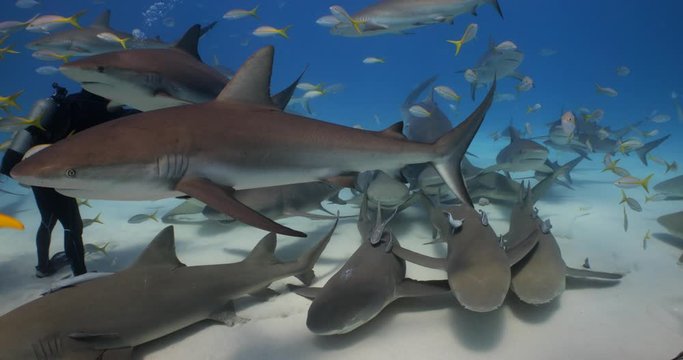 School of carribean reef shark and lemon shark approach camera 