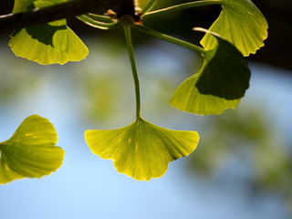 Tokyo,Japan-April 11, 2020: Young gingko leaves under blue sky in spring
