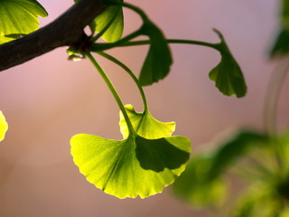 Obraz premium Tokyo,Japan-April 11, 2020: Young gingko leaves under blue sky in spring 