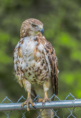 red tail hawk