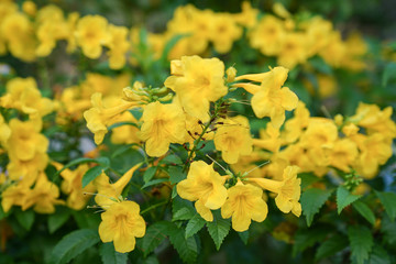 Bright yellow flowers. Nature background with copy space.