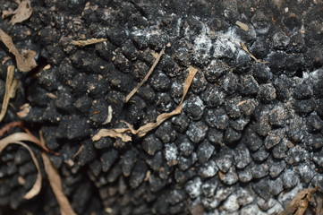 Jackfruit peel that has dried and molded until black.