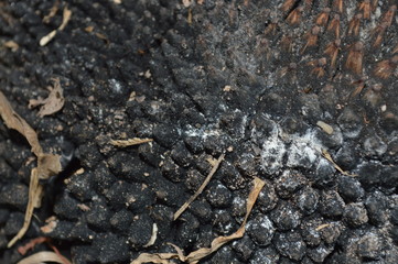 Jackfruit peel that has dried and molded until black.
