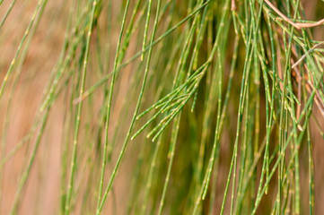 Summer pine forest in Thailand