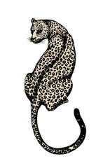 Jaguars on white background 