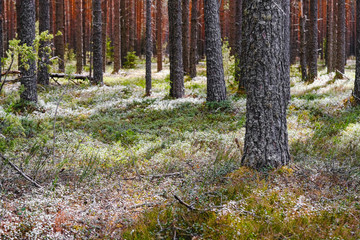 autumn in the woods